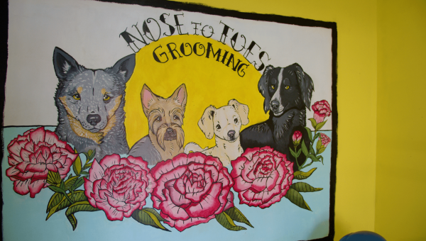Pamper Your Dogs Locally at Nose to Toes Grooming in Taber!